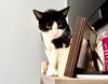 Maisy