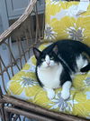 Maisy