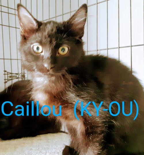 Caillou  (Ky-ou)