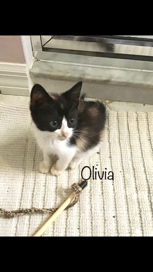 Olivia