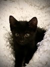 Thackery Binx