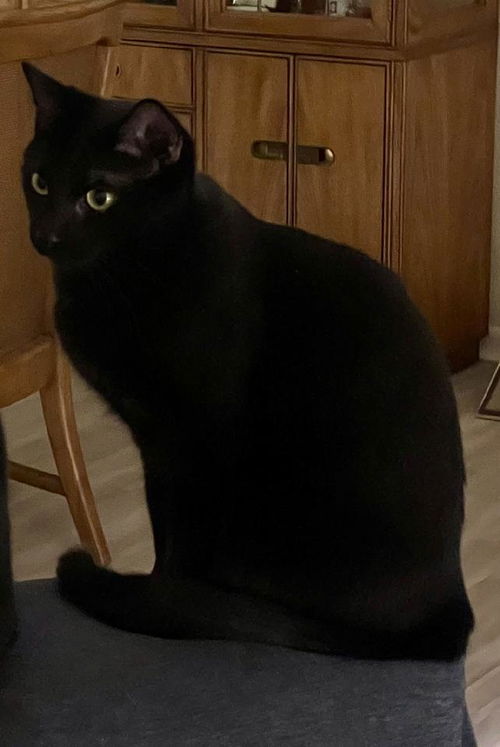Thackery Binx