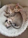 Marvin and Missy