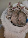 Marvin and Missy