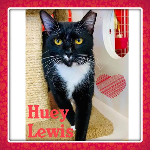 Huey Lewis