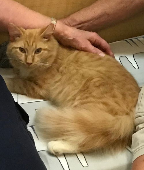 Marmalade