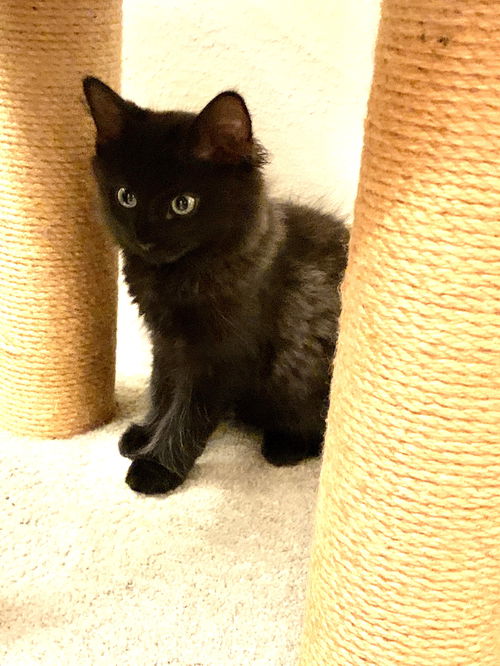 Maja