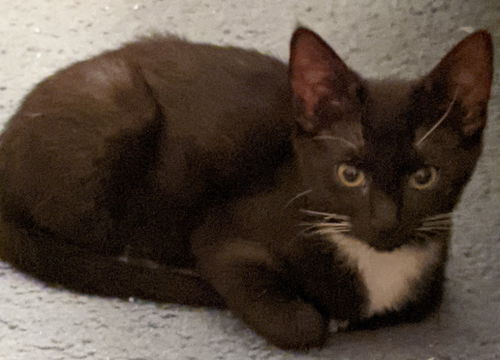 Koko