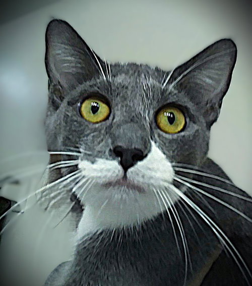 Peanut, an adoptable Tuxedo in Ft Myers, FL