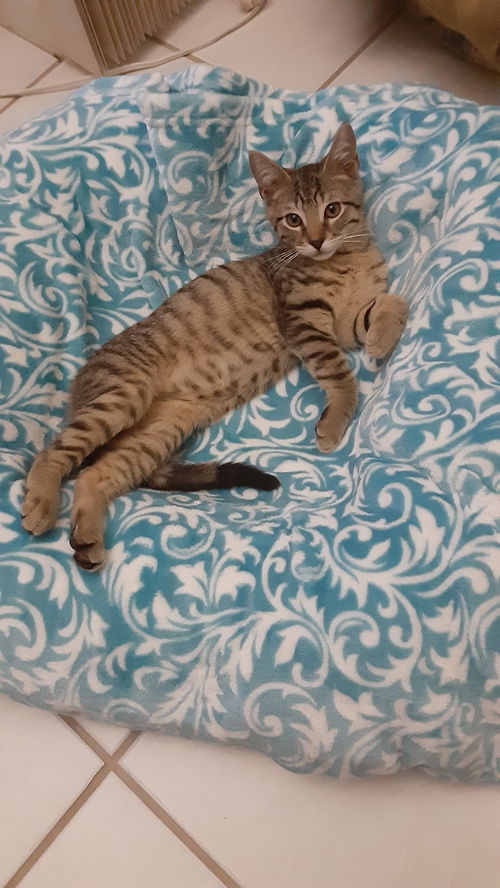 Marvin