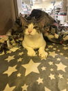 Jingles