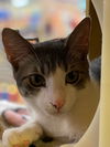 Jingles