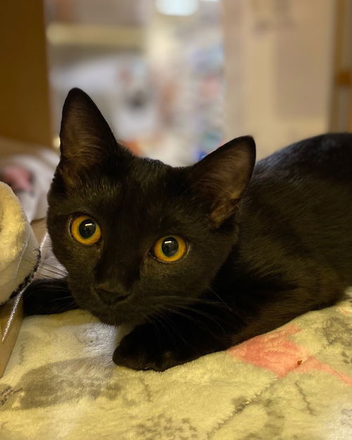 picture of the cat needing adoption