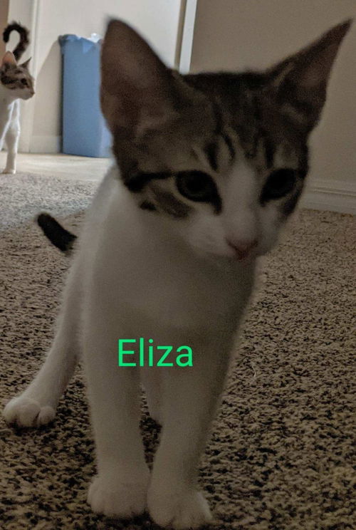 Eliza