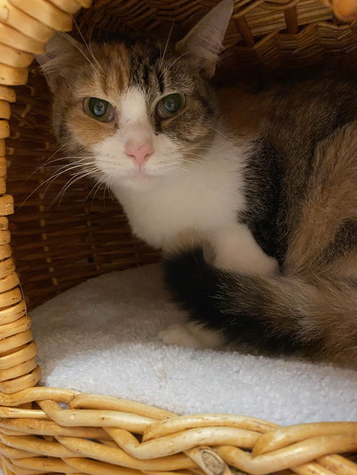 Marmalade
