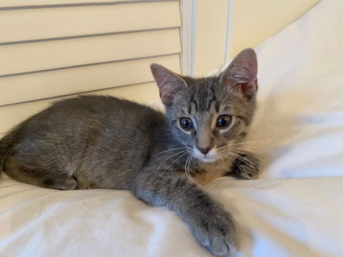 Charlie Munchkin