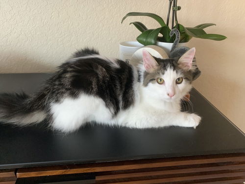 Oreo