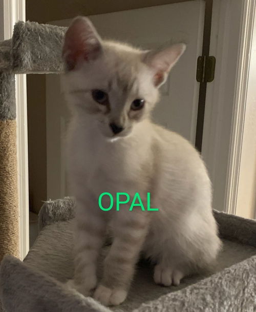 Opal