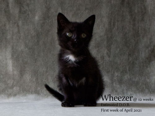 Wheezer