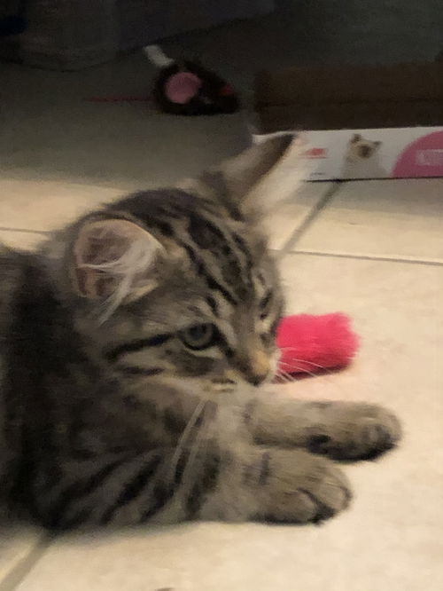 Floof