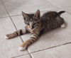 Mitzi