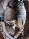 Mitzi