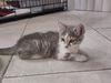 Maisy
