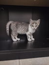 Maisy