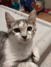 Maisy