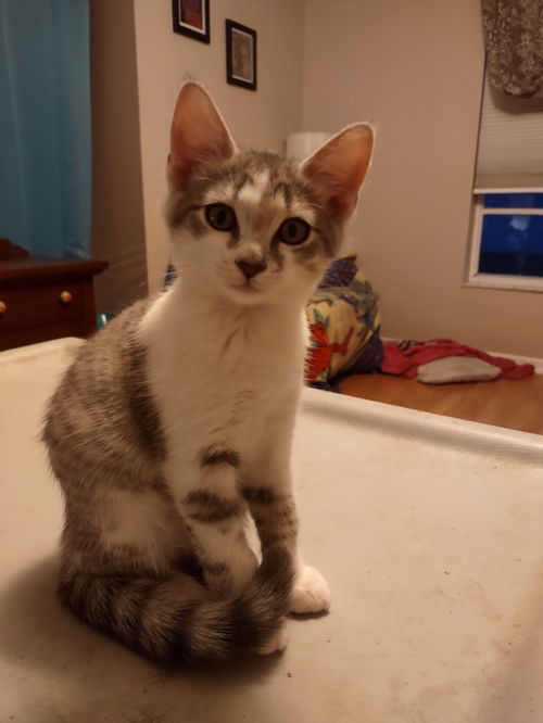 Maisy
