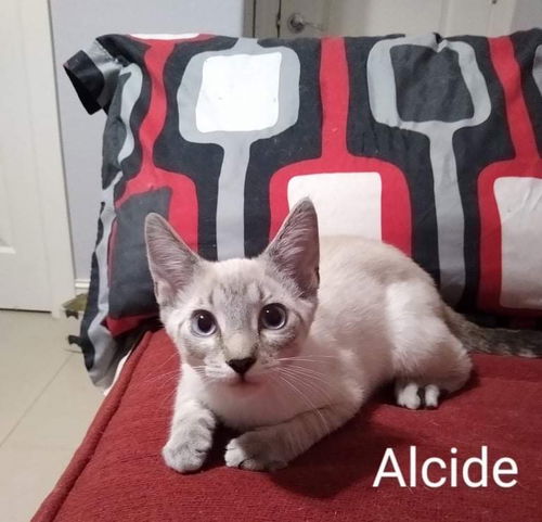 Alcide