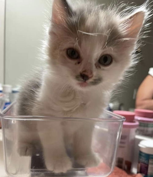 Marshmallow
