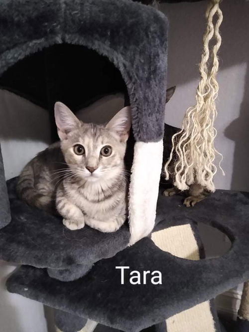 Tara