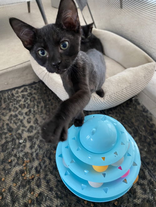 Jet