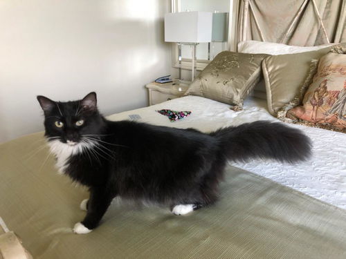 Fluff