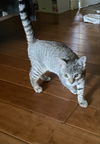 Fidget