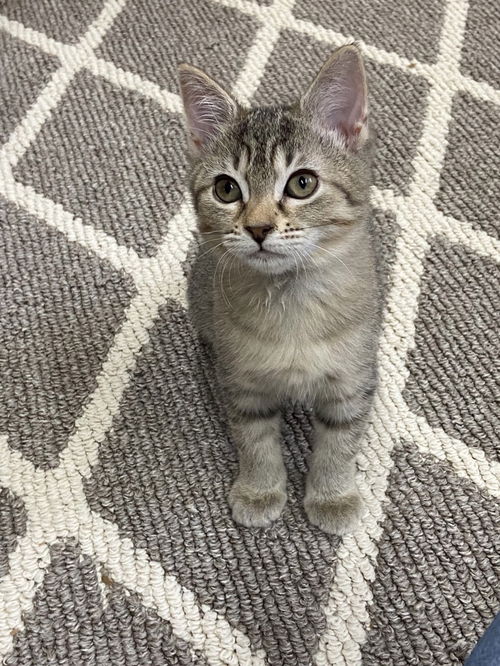 Maisie Lyn