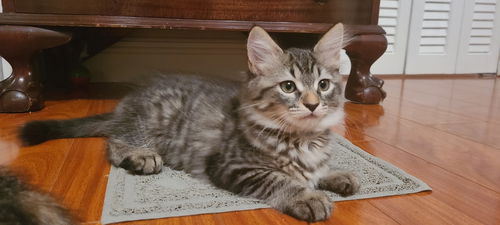 Fluffy