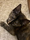 Marjorie