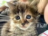Fluffie