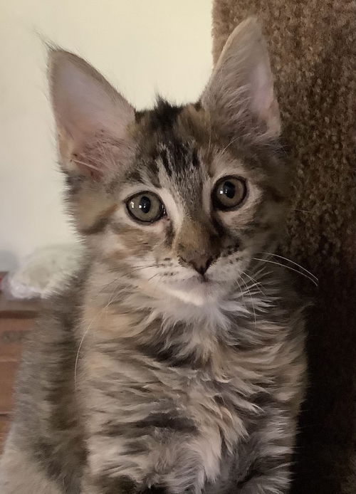 Fluffie