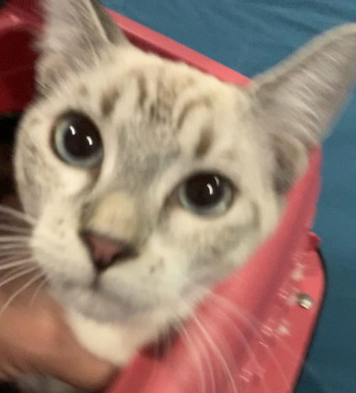 Keisha