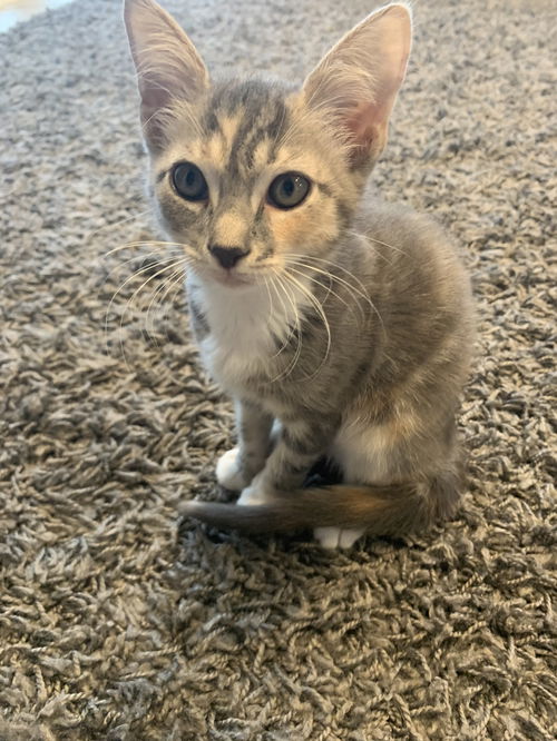 Feta