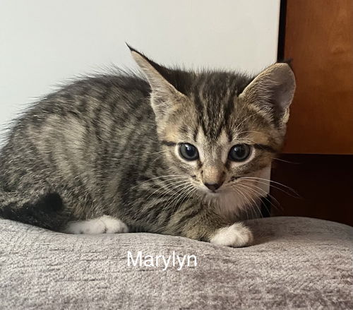 Marylyn