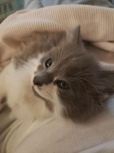 Teddy