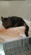 adoptable Cat in cape coral, FL named Rascal