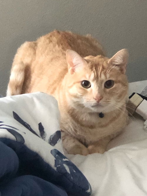 Teddy