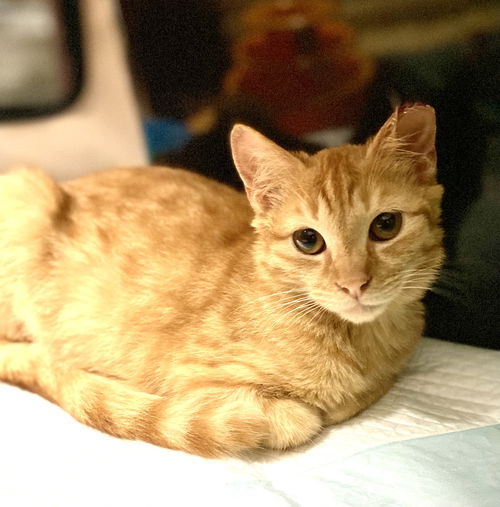 Alvin