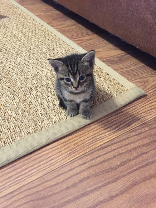 Wilson