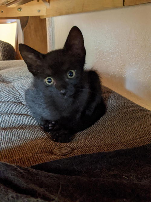 Wilbur